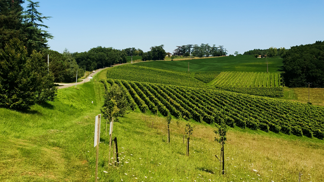 vignes Domaine de Bilé Vélo électrique